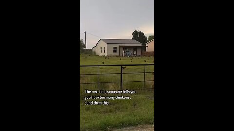 Too many chickens