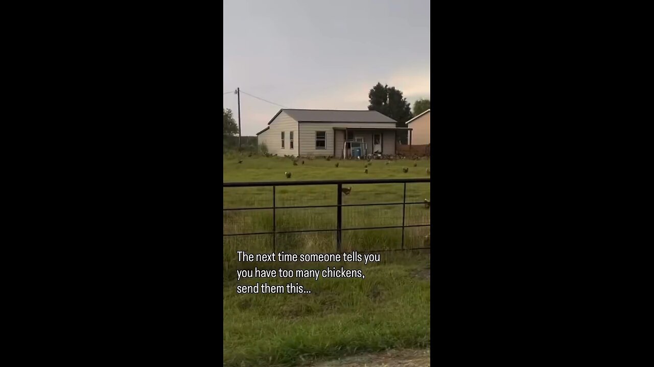 Too many chickens