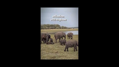 srilanka wild elephant