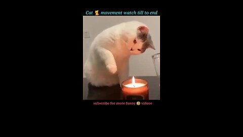 cat fun 2