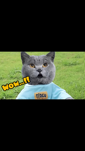 Wow...!!! Naughti cat 🐱