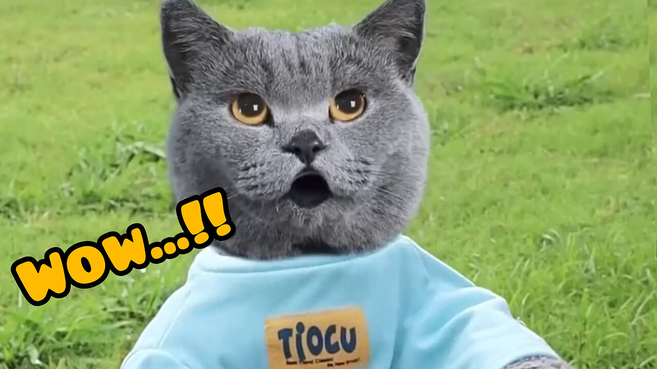 Wow...!!! Naughti cat 🐱