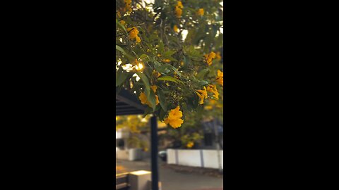 The Magic of Nature: Green Trees, Beautiful Plants & Peaceful Scenery"