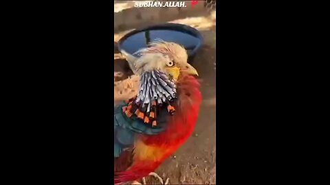 lovely animal