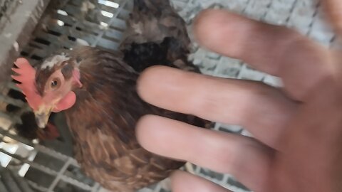gallina