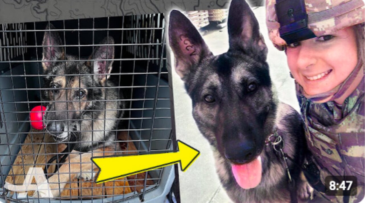 War Dog Reunites With His Best Friend