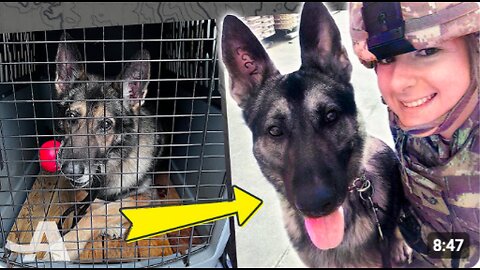 War Dog Reunites With His Best Friend 