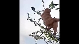 Cats Are Crazy, Y'all!