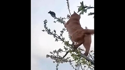 Cats Are Crazy, Y'all!