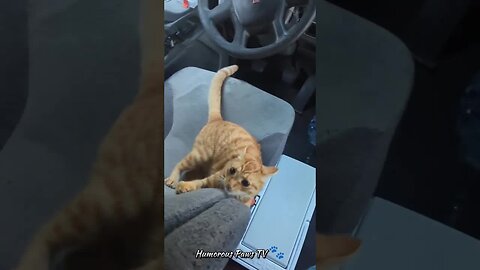 Pet Pranks: Pocket-sized Laughter! 🐾😂
