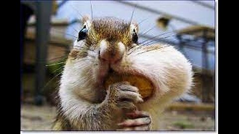 A selection of funny moments with animal #4