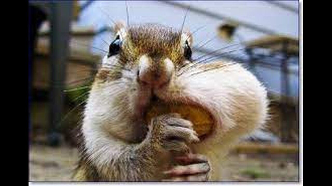 A selection of funny moments with animal #4