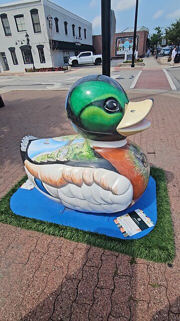 Naperville Ducks 3