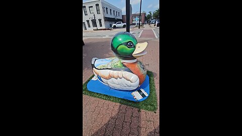 Naperville Ducks 3