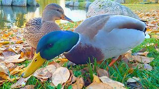 Two Mallard Duck Couples During Fall / Autumn