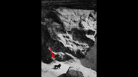 This is a photo of the last Moroccan Atlas lion