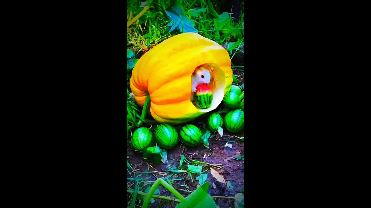 so sweet dreams ribts