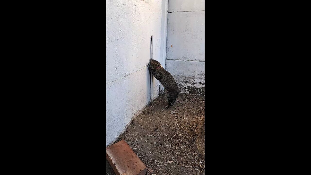 funny cat