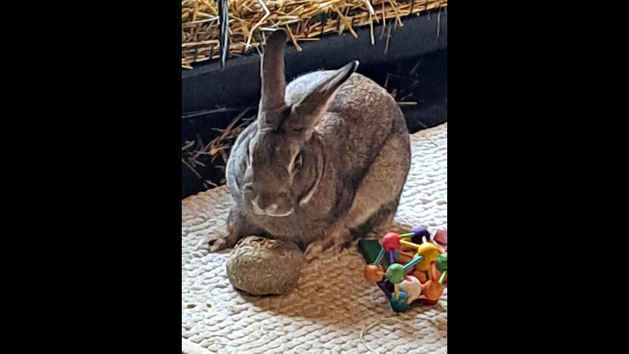 My third rescue Trix