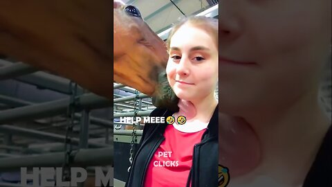 The Animals 🤣😂
