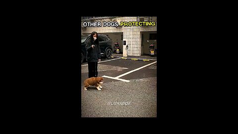 other dogs protection vs 😂😂