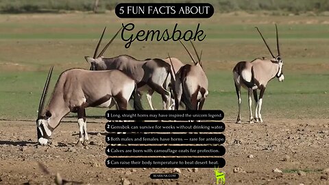 5 Fun Facts about Gemsbok #wildlifefacts #animallovers