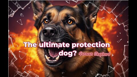 5 Things Only German Shepherd Owners Truly Get 🐾😂