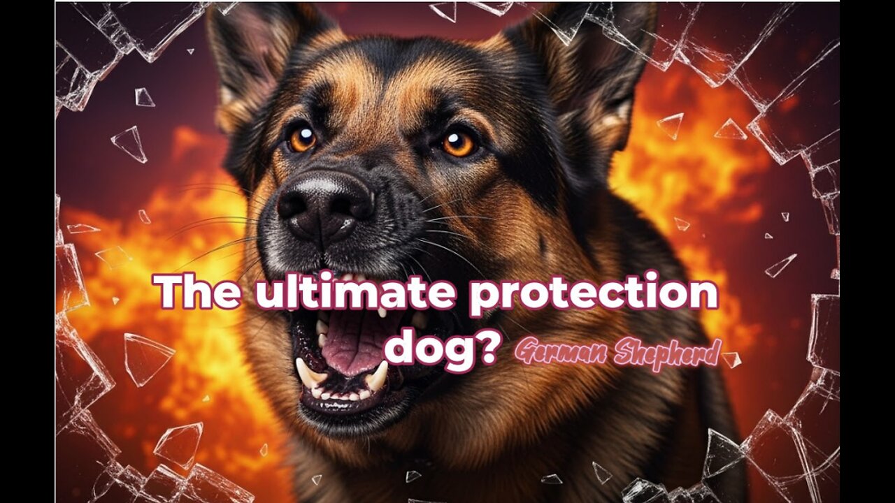 5 Things Only German Shepherd Owners Truly Get 🐾😂