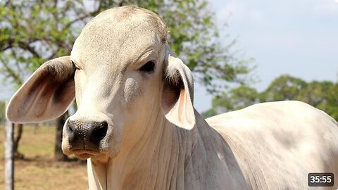 REAL COW VIDEOS REAL COW SOUNDS | Cow Video