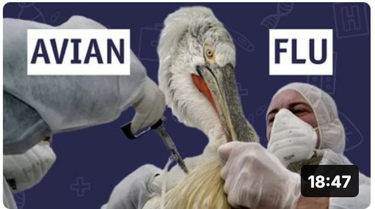 "Sam Bailey: The Chicken Thief"