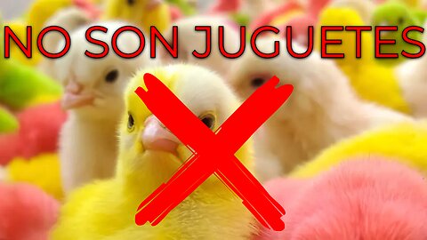 👉 La triste verdad detrás de los pollitos de colores 🐥❌👉 The Sad Truth Behind Colored Chicks 🐥❌