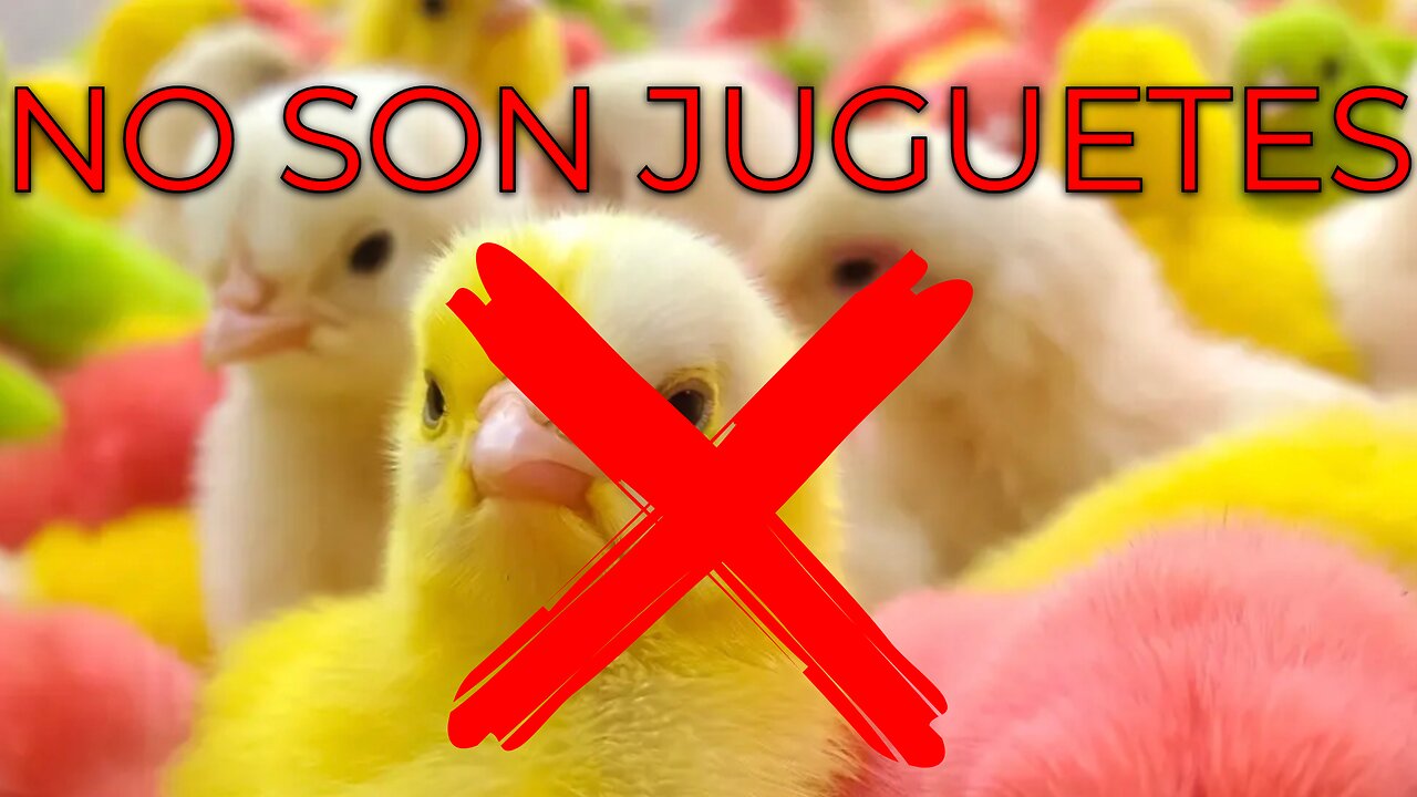 👉 La triste verdad detrás de los pollitos de colores 🐥❌👉 The Sad Truth Behind Colored Chicks 🐥❌