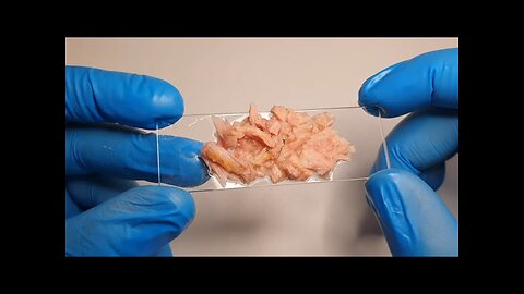 Why There Is Plastic In Fish Meat