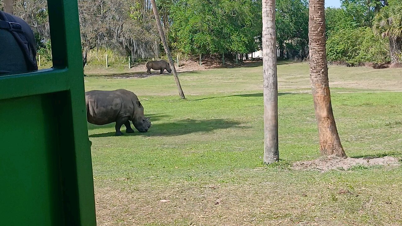 Rhinos at Busch Gardens