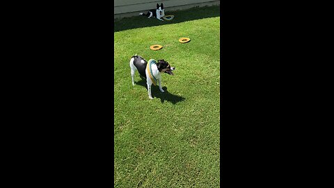 DOGS FRISBEE