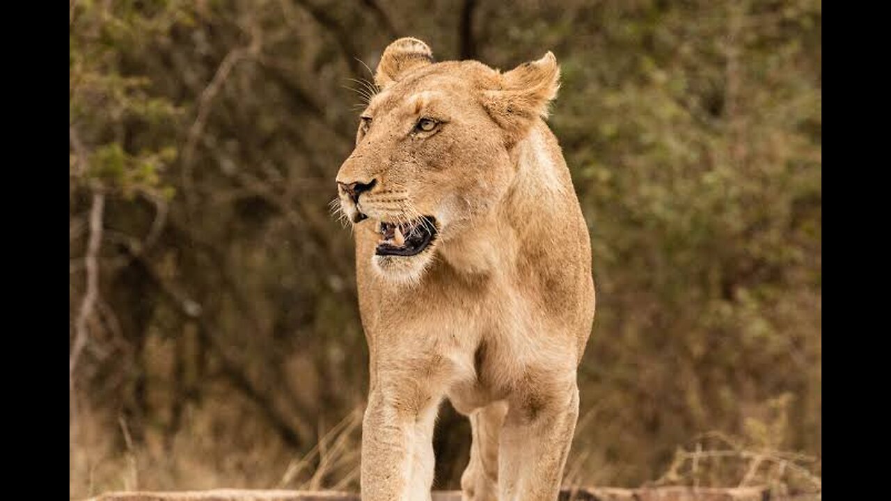 LIONESS OF SYROMALABAR SPEAKS TO THE SPINELESS CURIA: DISMISS THE REBEL PRIESTS TO RESOLVE THE PROBL