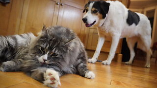 “I Have A Question For You, Sadie Dog!”