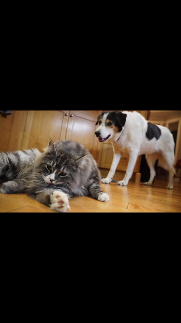 “I Have A Question For You, Sadie Dog!”