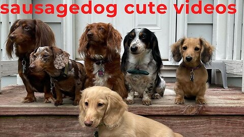 Sausage Dogs one HOUR naughty video compilation