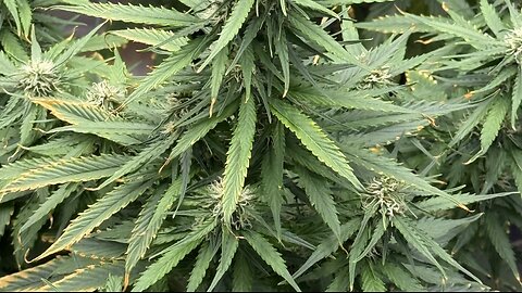 Growing da bud