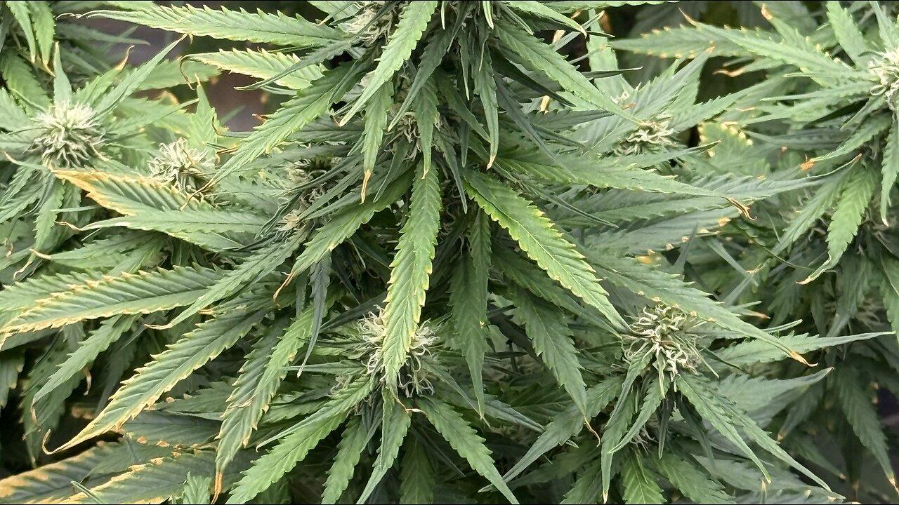 Growing da bud