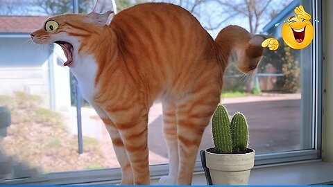 Best Of The Funny Animal Videos 😹🐶 | Funniest Cat & Dog Moments Ever Recorded 🤣
