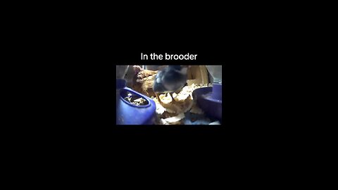 Hatchlings in the Brooder