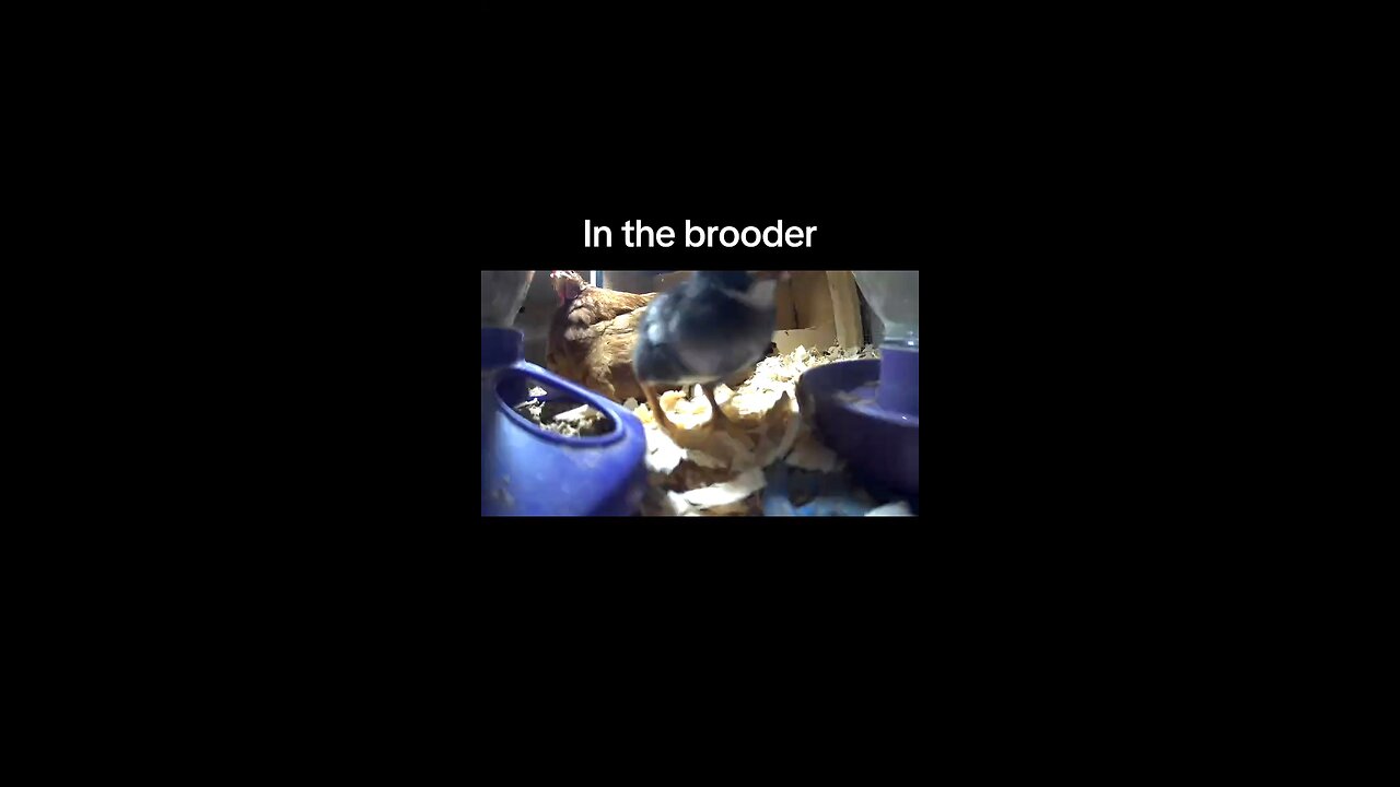 Hatchlings in the Brooder