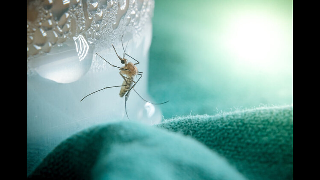 Blood that's toxic to Mosquitoes
