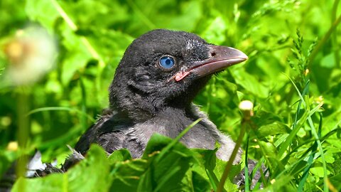 Blue Eyed Baby Hoodie in a Dark Grass Jungle. First Hooded Crow Fledgling of the Year