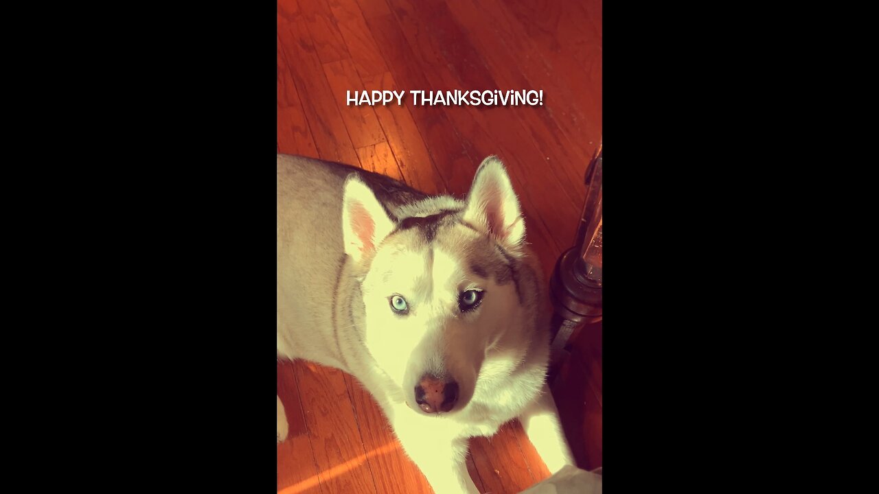 Happy Thanksgiving!