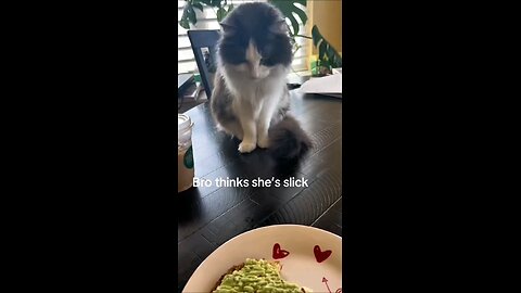 Cat in the Act 🐈