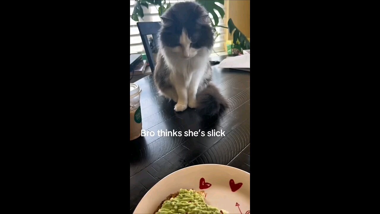 Cat in the Act 🐈