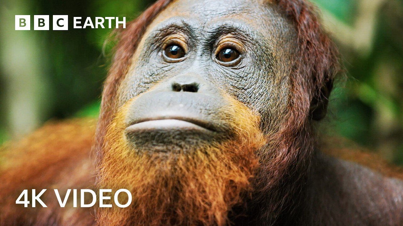 Robot Spy Copies Orangutan Behaviour to Earn Their Trust | 4K UHD | Spy In The Wild | BBC Earth
